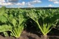 На незібраних посівах цукрових буряків триває розвиток хвороб