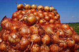 Озима цибуля в Україні демонструє хорошу рентабельність і експортний потенціал