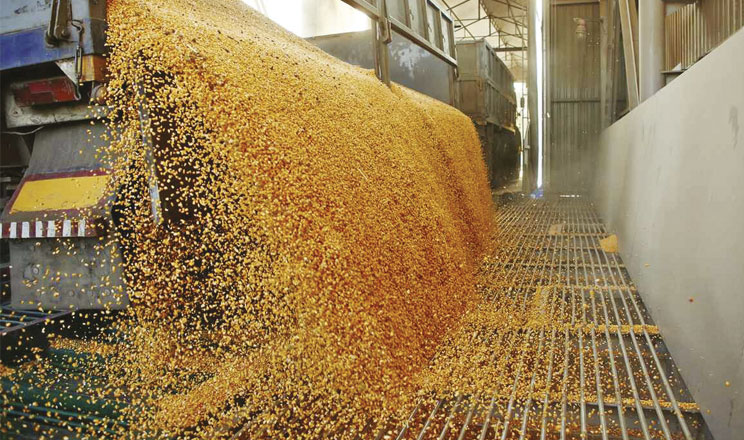 Надходження восени на ринок великої кількості продукції вплине на цінову кон’юнктуру