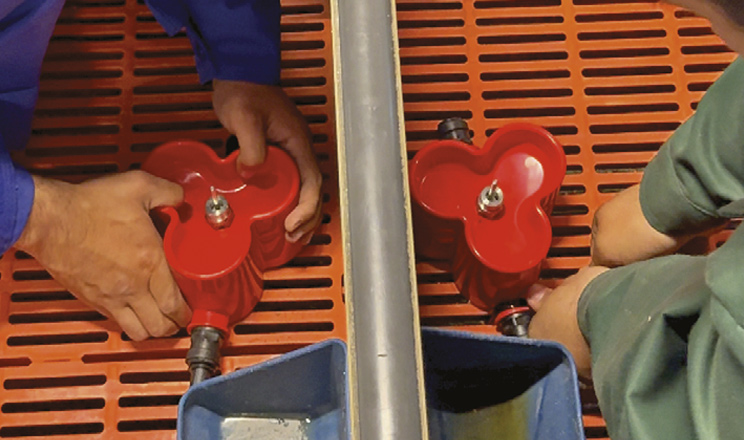 Якісне обладнання — важливий чинник підвищення продуктивності свинокомплексу