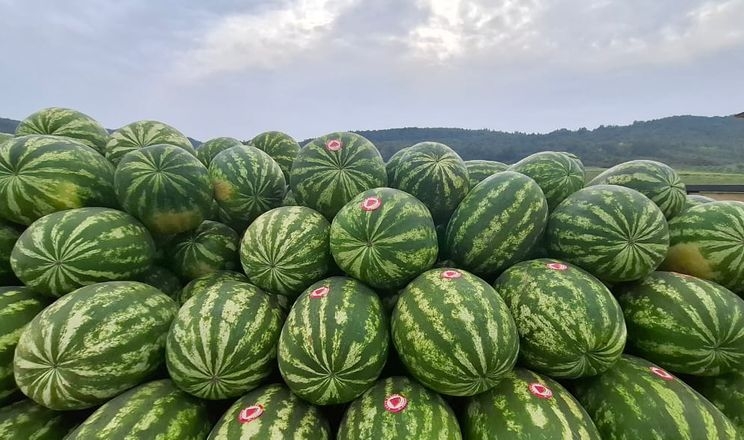 На Львівщині студенти вчаться вирощувати кавуни