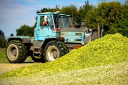 Добра врожайність ще не означає якісного кукурудзяного силосу