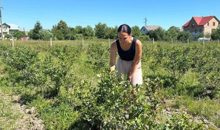 Дрогобичанка виростила плантацію лохини за підтримки облпрограми