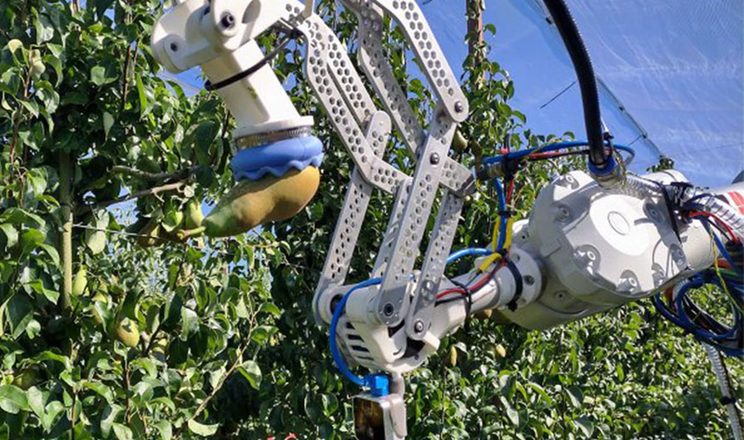 Нідерландські дослідники працюють над роботом для збирання фруктів