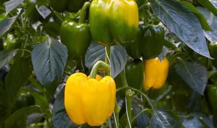 Syngenta представила два нові гібриди перцю для теплиць