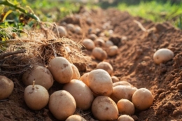 Біостимулятори Syngenta підвищують врожайність і стресостійкість картоплі