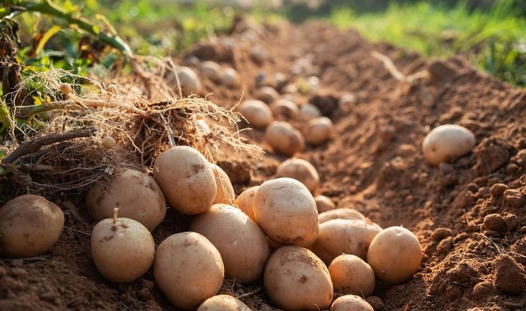 Біостимулятори Syngenta підвищують врожайність і стресостійкість картоплі