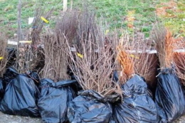 Цього року знищено 2,4 тис. тонн неякісного насіння та 5,9 млн непридатних саджанців