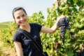 «Шато Чизай» вперше запрошує туристів і студентів на збір винограду