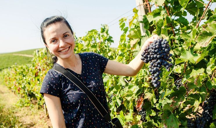 «Шато Чизай» вперше запрошує туристів і студентів на збір винограду