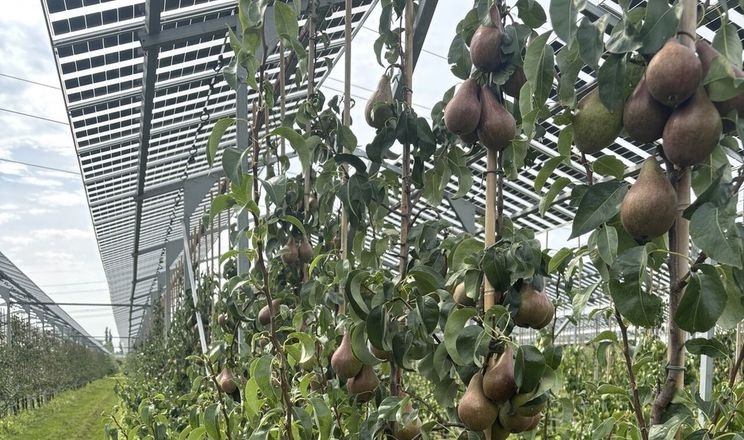 Урожай груш під сонячними панелями перевершив сподівання