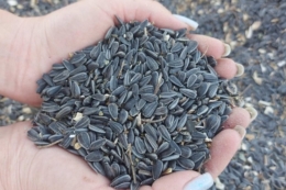 Елеватор Tekom Agro Group прийняв першу партію соняшнику нового врожаю
