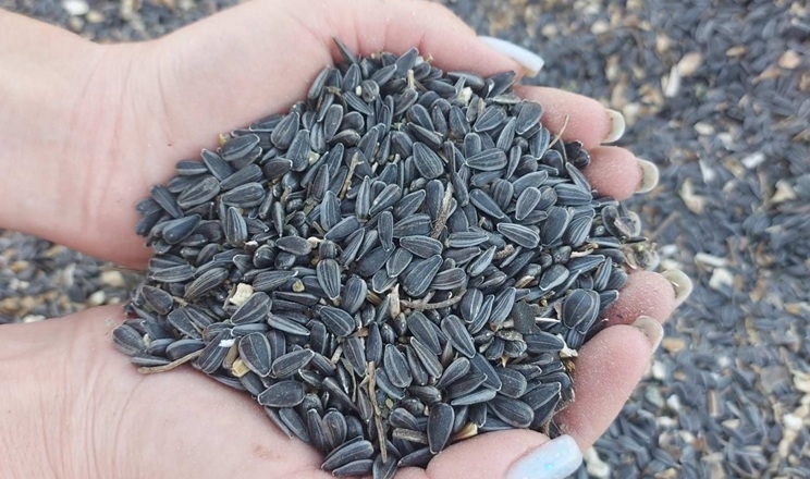 Елеватор Tekom Agro Group прийняв першу партію соняшнику нового врожаю