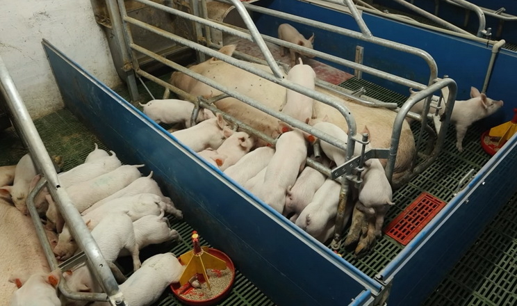 Жовківський ППР отримав статус племінного репродуктора у свинарстві