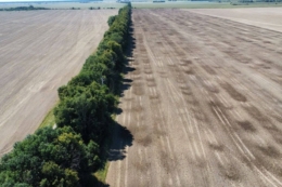 Після внесення органічних добрив потреба у фосфорних та калійних зникає на найближчі 1-2 роки – досвід