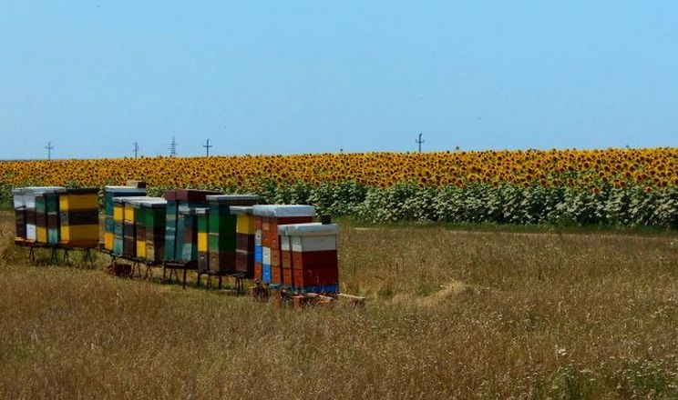 Незареєстровані пасіки ускладнюють роботу агросектору