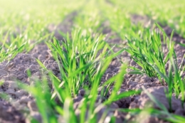 У суботу дощі в Україні малоймовірні, а в неділю очікуються в більшості областей