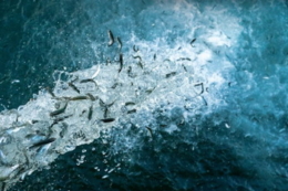 Історичний крок: стартували аукціони на зариблення водних об’єктів￼