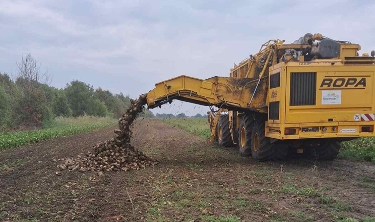 В «Агровіста» розпочали збирання цукрових буряків