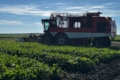 «Фармгейт Україна» збирає цукрові буряки на площі 950 га