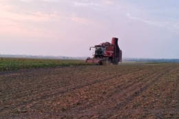 Збирання цукрових буряків почали в «АГРО-ОРМС»