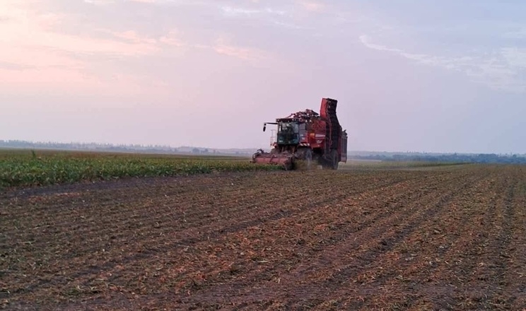 Збирання цукрових буряків почали в «АГРО-ОРМС»