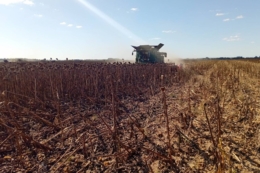 Формуючи структуру посівів, у ФГ «Моя земля 2015» враховують низку чинників