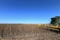 Попри критичну посуху в одному з відділень Tekom Agro Group непогано вродив соняшник