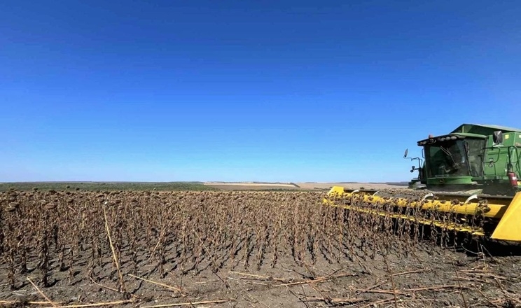 Попри критичну посуху в одному з відділень Tekom Agro Group непогано вродив соняшник