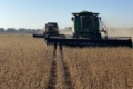 Урожайність соняшнику й сої в Agricom Group – у межах планових показників