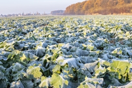 Рістрегуляція озимого ріпаку виконується з обов'язковим урахуванням його строків посіву