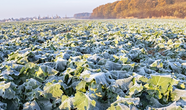 Рістрегуляція озимого ріпаку виконується з обов'язковим урахуванням строків сівби