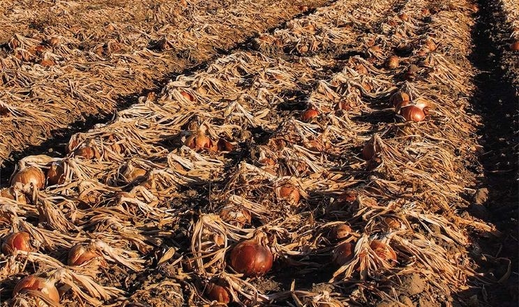 Українські фермери заорюють поля з цибулею