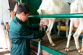 На продуктивний вік кози впливає інтенсивність доїння