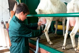 На продуктивний вік кози впливає інтенсивність доїння