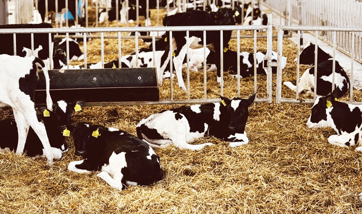 Геноміка в дії: як Elevate™ від Semex змінює майбутнє молочного бізнесу в Україні