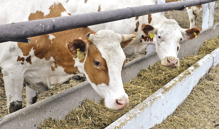 Поєднання харчування, моніторингу, ранньої діагностики й терапії в перехідний період зменшує прояви гіпокальціємії та супутніх хвороб