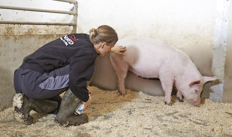 На Хмельниччині запрацювала нова репродуктивна ферма данської генетики