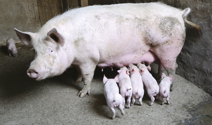 Фітокислотний захист ферми