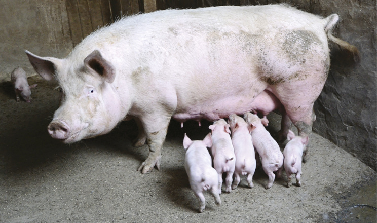 Комплексний підхід: диформіати та середньо- і макроланцюгові жирні кислоти у свинарстві