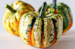 Sakata презентувала їстівний і одночасно декоративний гарбуз Thriller