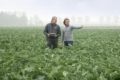 Syngenta та Heritable використовують ШІ для вибору овочевих сортів