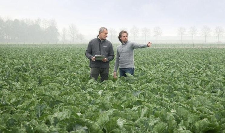 Syngenta та Heritable використовують ШІ для вибору овочевих сортів