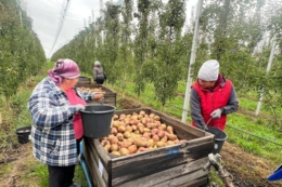 Садівники очікують зростання цін на груші