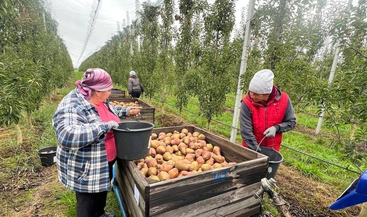Садівники очікують зростання цін на груші