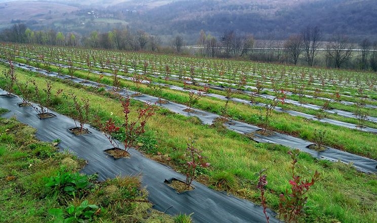 Гірська плантація лохини уникає заморозків через пізній старт вегетації