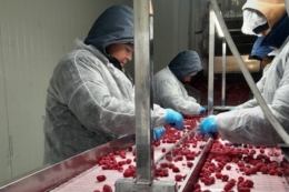 Україна повторює польський шлях у розвитку ягідництва, – виробник