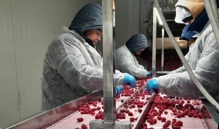 Україна повторює польський шлях у розвитку ягідництва, – виробник