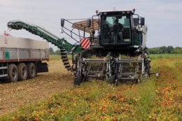 Італійці створили комбайн, що збирає 110 тонн томатів на годину