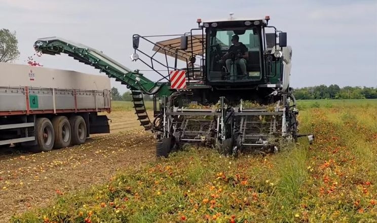Італійці створили комбайн, що збирає 110 тонн томатів на годину